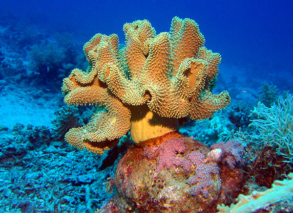 coral dahab